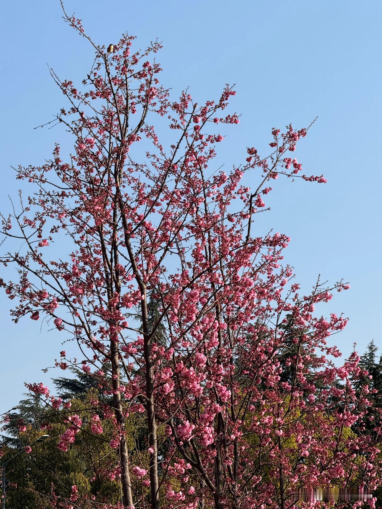 樱花🌸盛开。
器材苹果手机，拍。