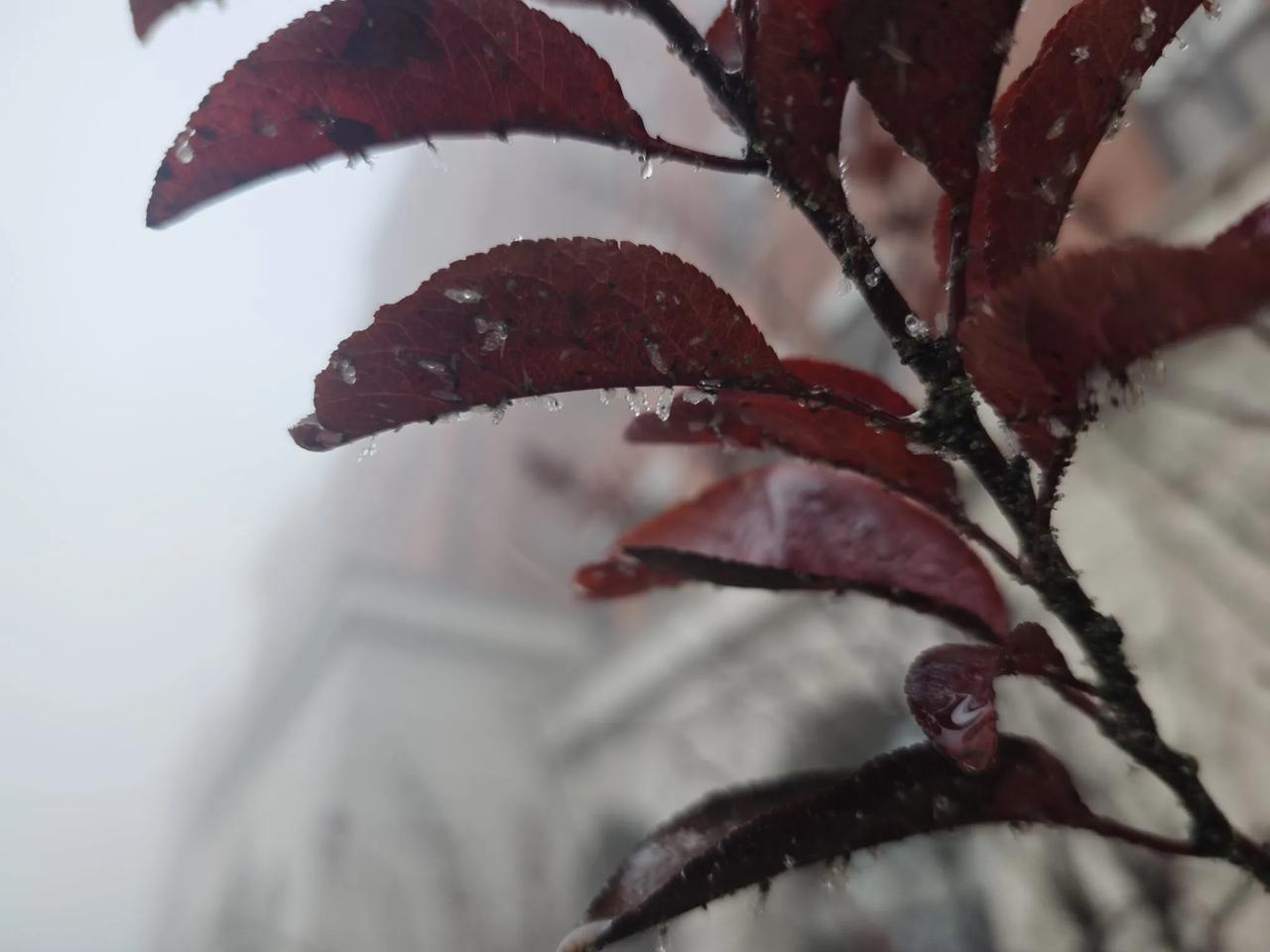 感冒又来袭击了！中招了。
有人说流感病毒对人有帮助，可以激活人的免疫系统，促进人