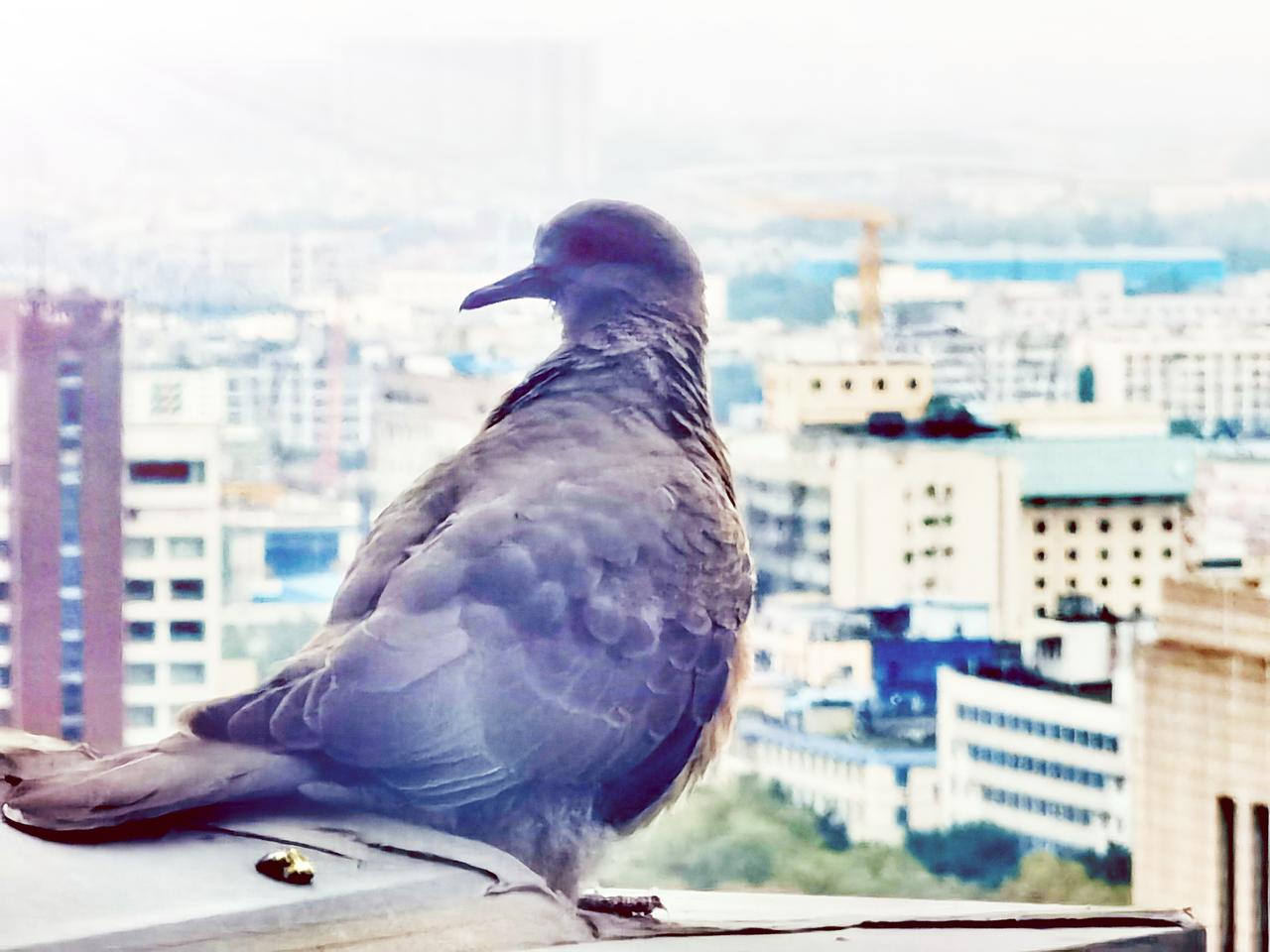 这是一只什么鸟🦆？有网友知道吗？
清晨，在我家阳台的窗户外，来了一只不速之客！