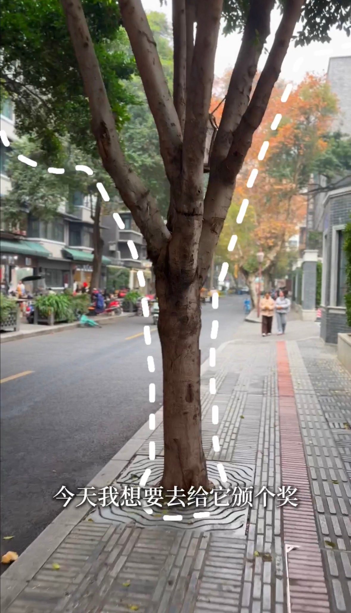 成都马路边的大树颁奖礼马路边的大树也能拿到属于自己的奖项，成都东胜街有棵曾经被金