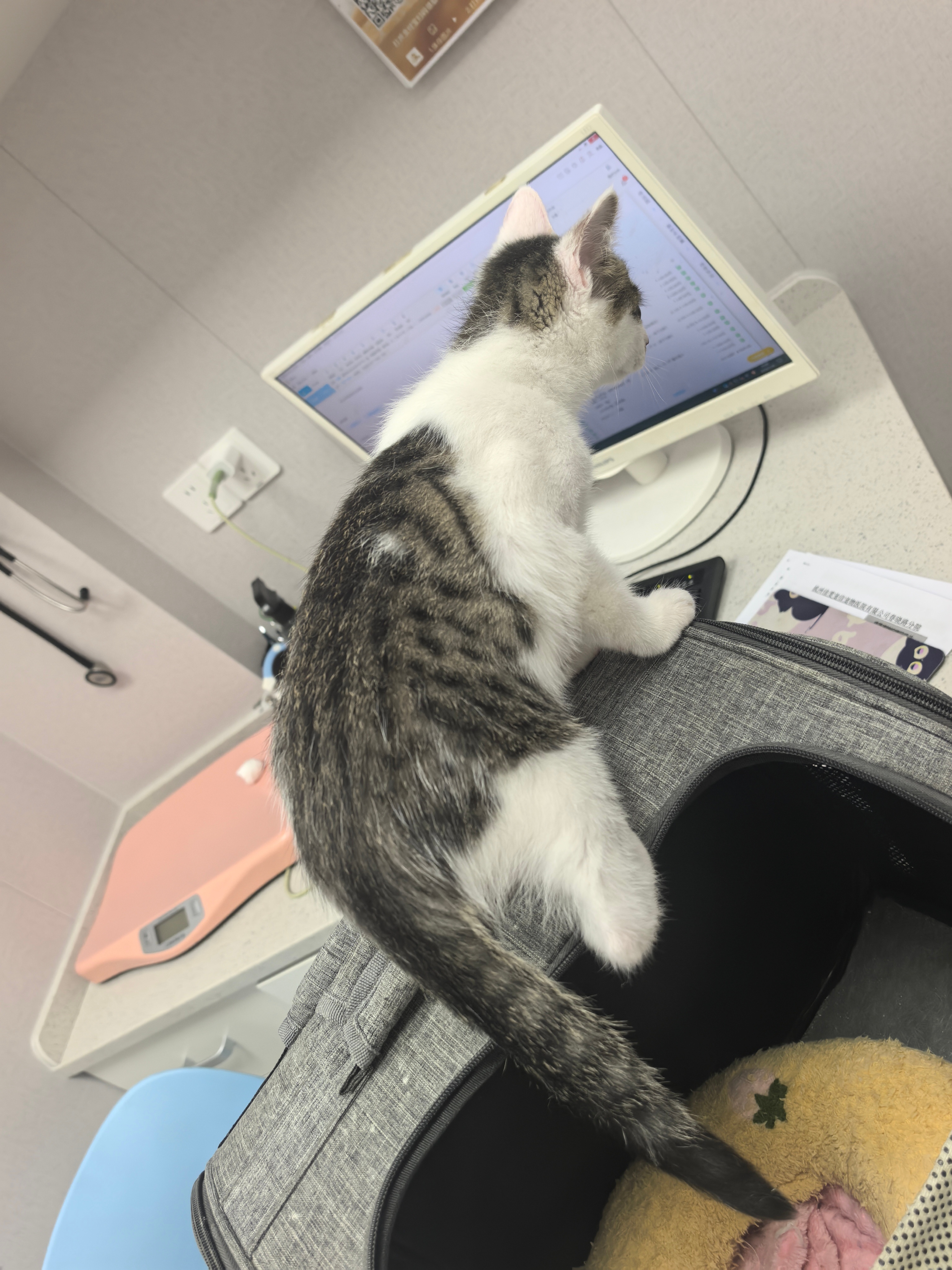 48天，400g——1.5kg我确定给喂的是正经猫粮不是猪饲料