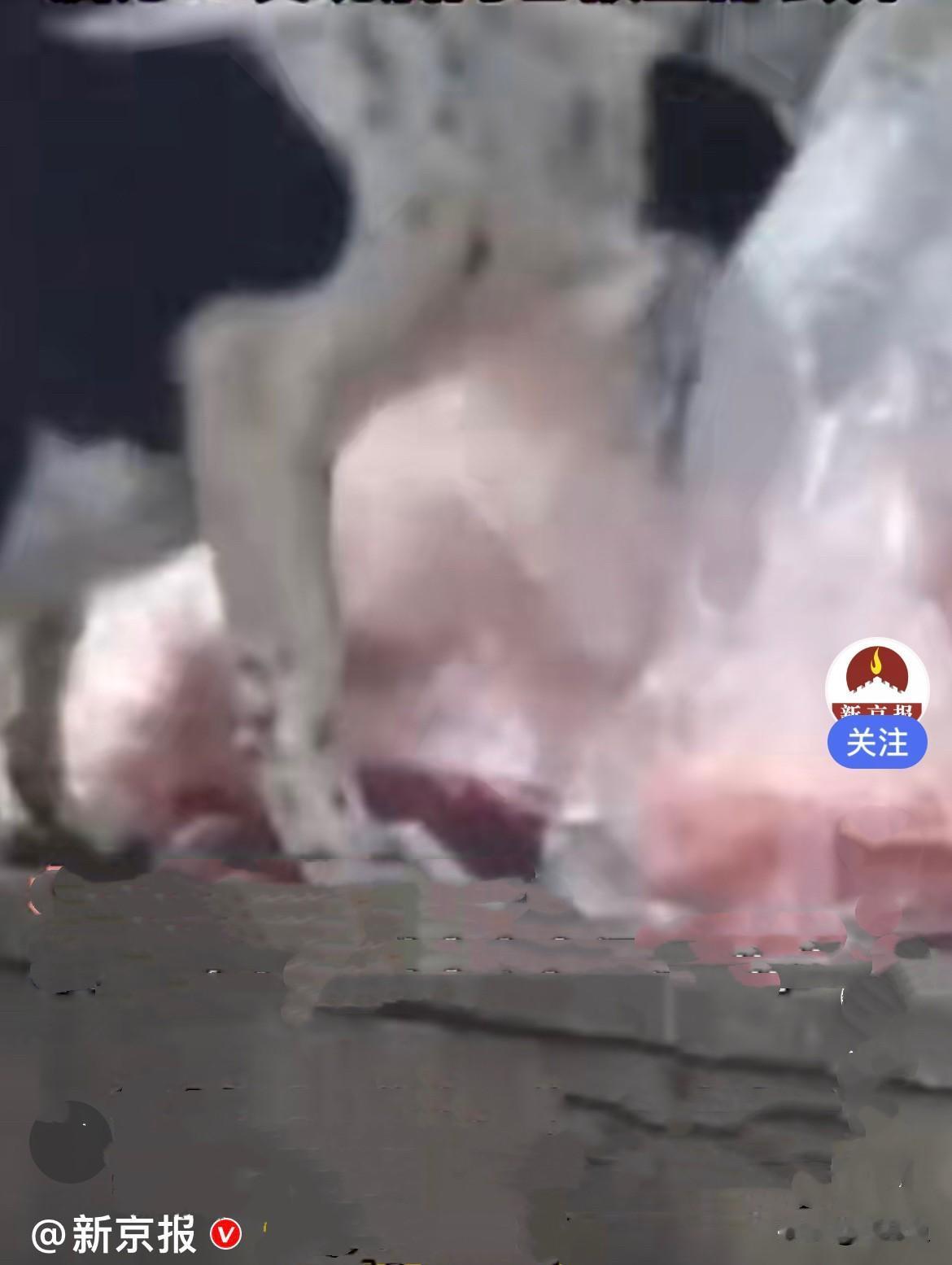 近日，云南大理一大早，火锅店还没开门营业，送肉的供应商就提前把生鲜肉送过来了，最