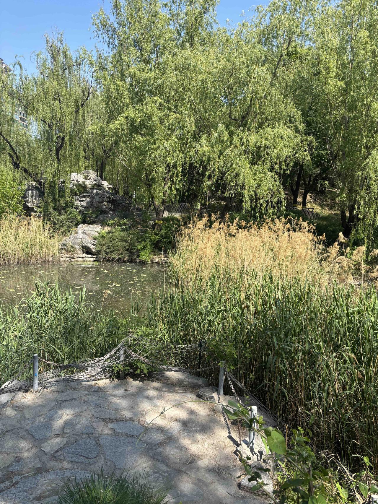 踏莎行•“五一”游园
 
文//熏墨
远岫含青，平波铺练。朝阳漫染柳荫岸。
疏林