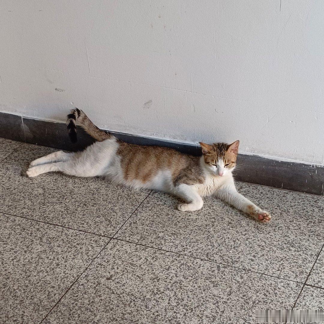 吃完饭看到我都笑了广东你是咋了🐱都这样 
