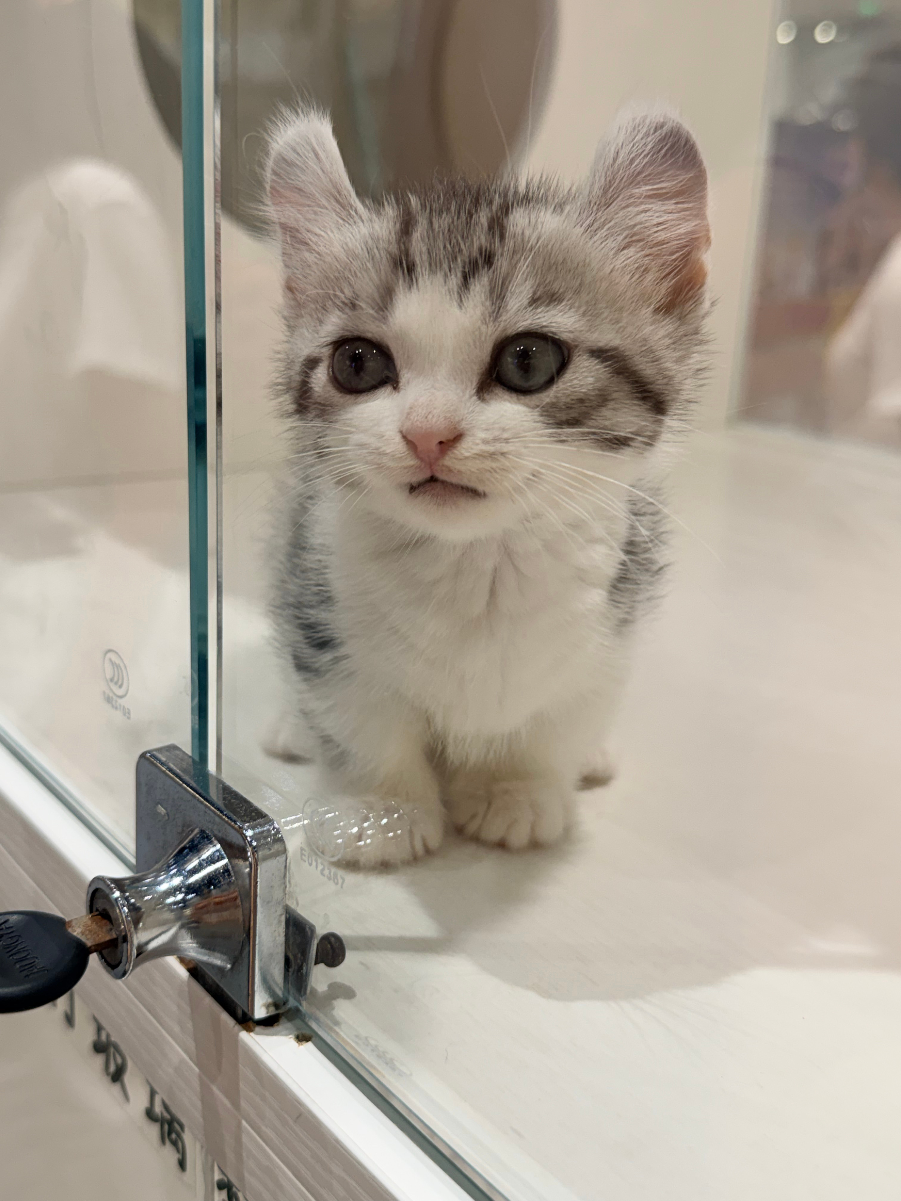 今天看到一只无敌爆炸萌的小猫差点带回家了 