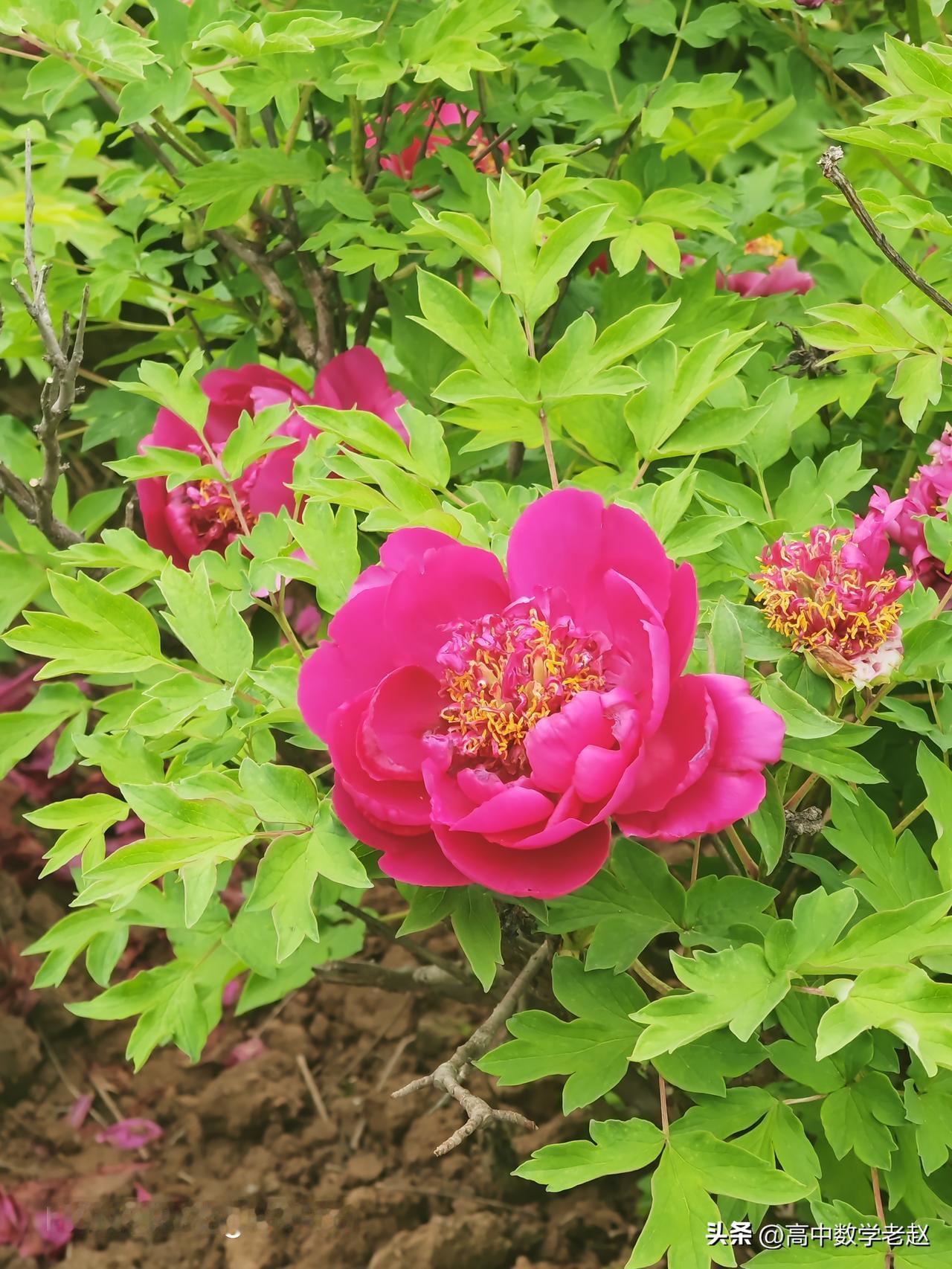 春天来了，南街村牡丹花开了！
        我们学校门口就是南街村的小公园，公