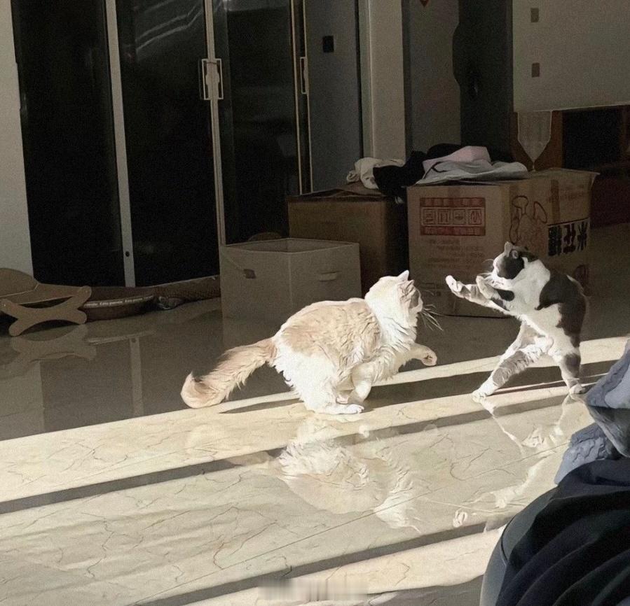 世子之争向来如此！ ​​​