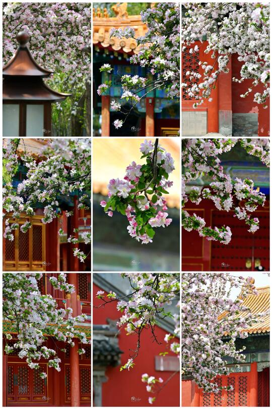 海棠用四百年花期🌸在故宫写下最温柔的奏章