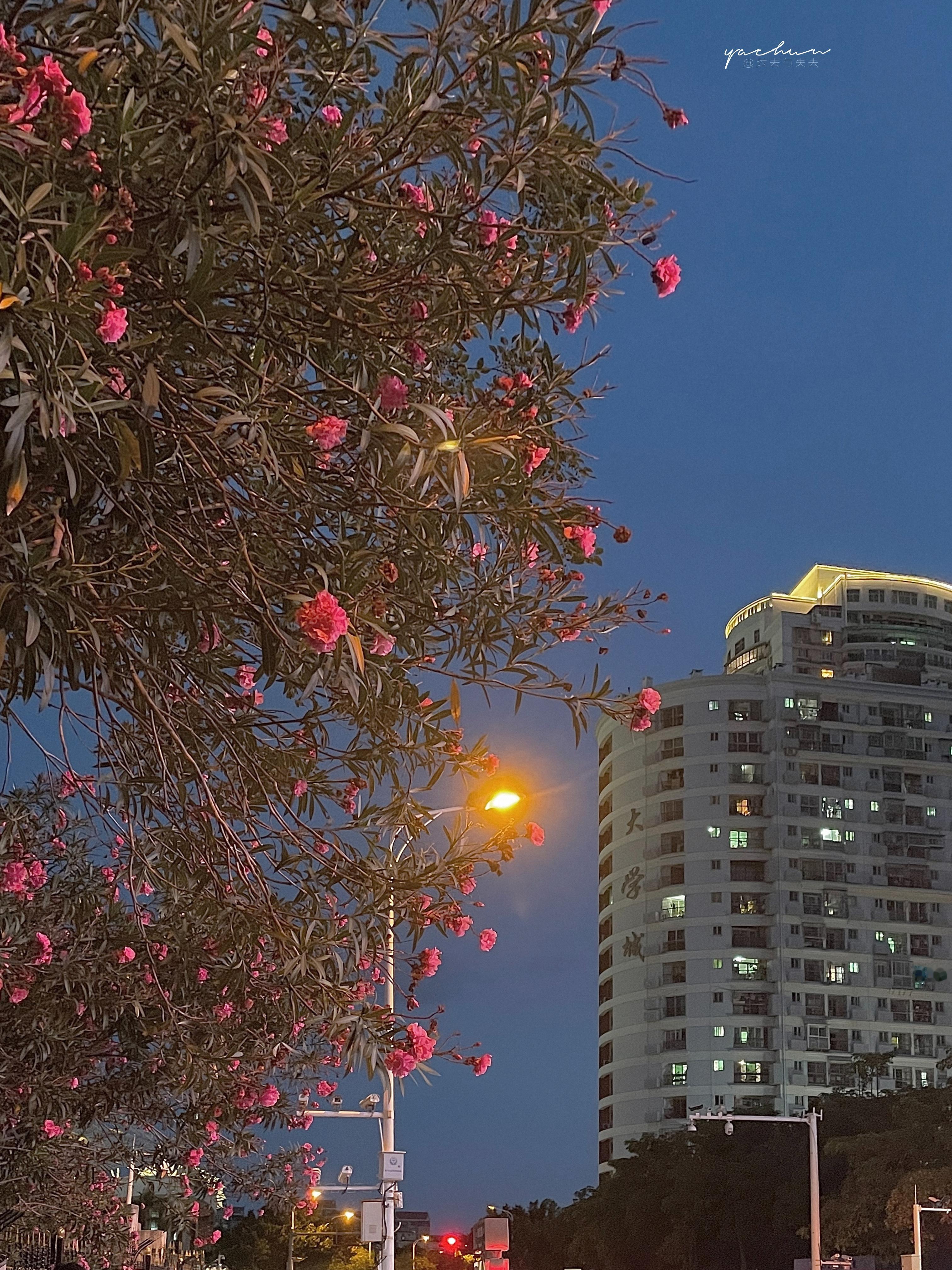 做一个安静细微的人，于角落里自在开放，默默悦人，却始终不引起过分热闹的关注，保有