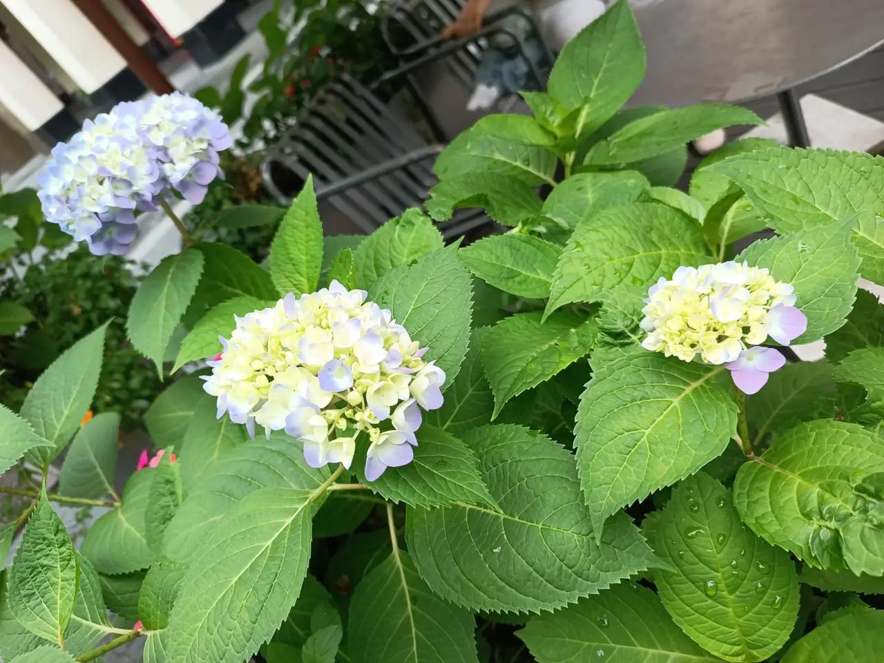 杭州的木绣球花开了，在杭州的朋友有眼福了，看过冬天的腊梅和春天的桃花和樱花，又迎