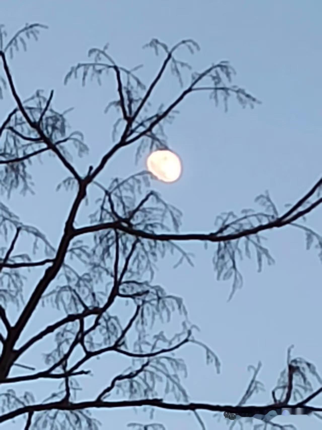 清江引·冬枝
寒阶瘦枝霜色漫，
冰绡凝香暗。
西风伴影单，
静候琼英璨。
月临半