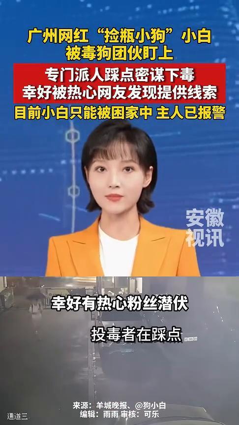 广州网红"捡瓶小狗"小白被毒狗团伙盯上，专门派人踩点密谋下毒，幸好被热心网友发现