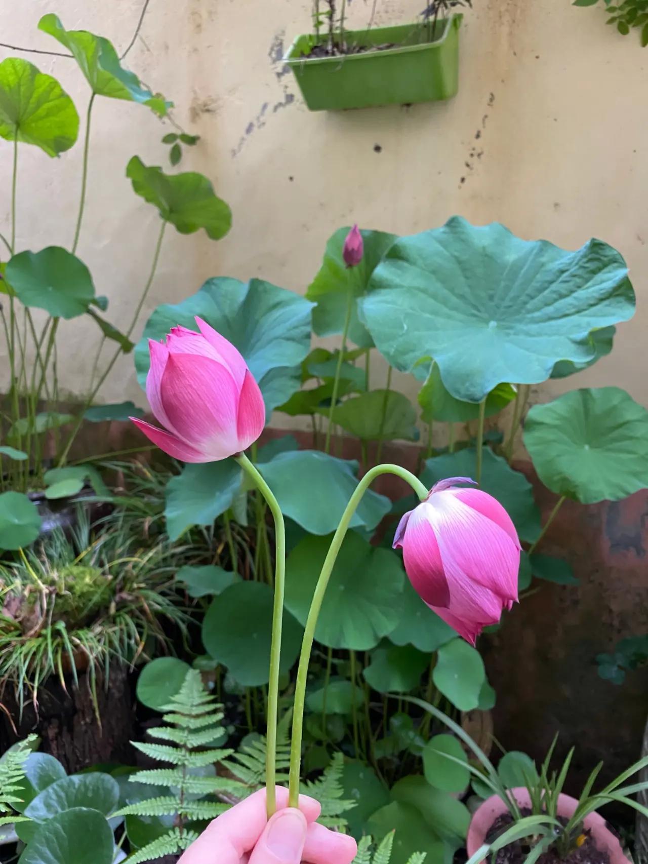 乙肝患者该如何发现早期肝硬化？3个月前门诊来了一位37岁的患者黄女士，自述乙肝大