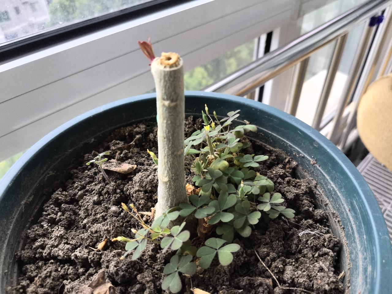 “小荷”才露尖尖角，不要太喜人啦。
沙漠玫瑰剪枝后发芽了！
小成功。
沙漠玫瑰植