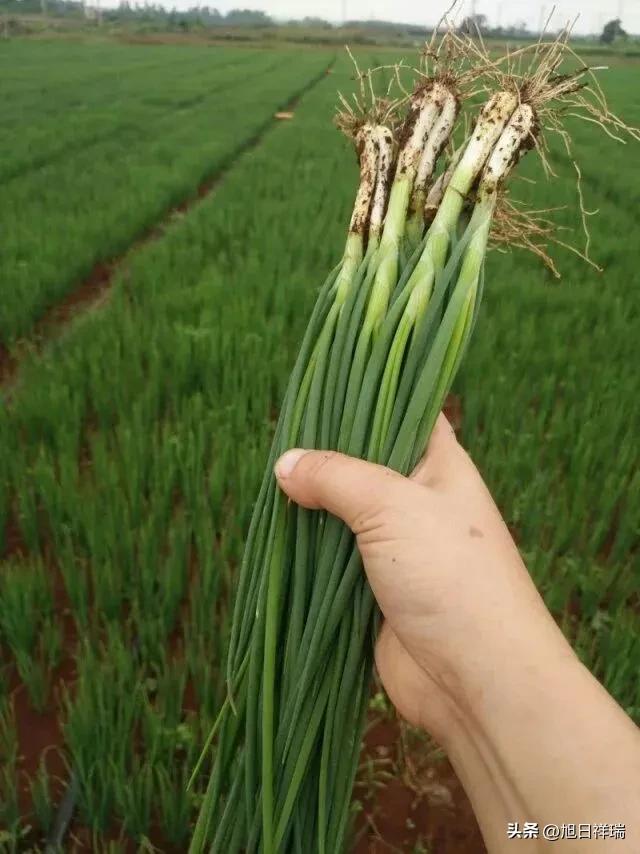 杭州大伯三垄地小葱竟被离奇拔光，查监控一看，原来是小摊主收摊后路过菜地时，看见地