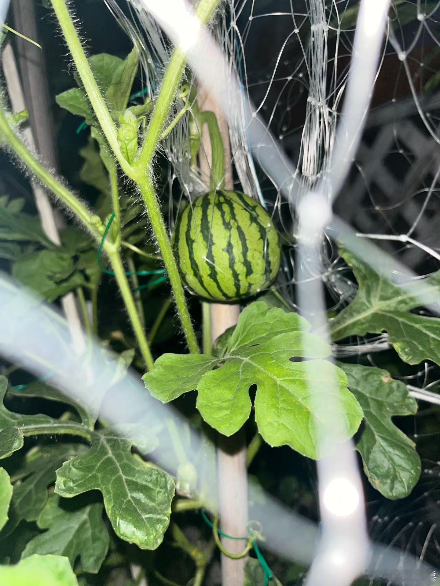 邻居家的菜园子。。。 