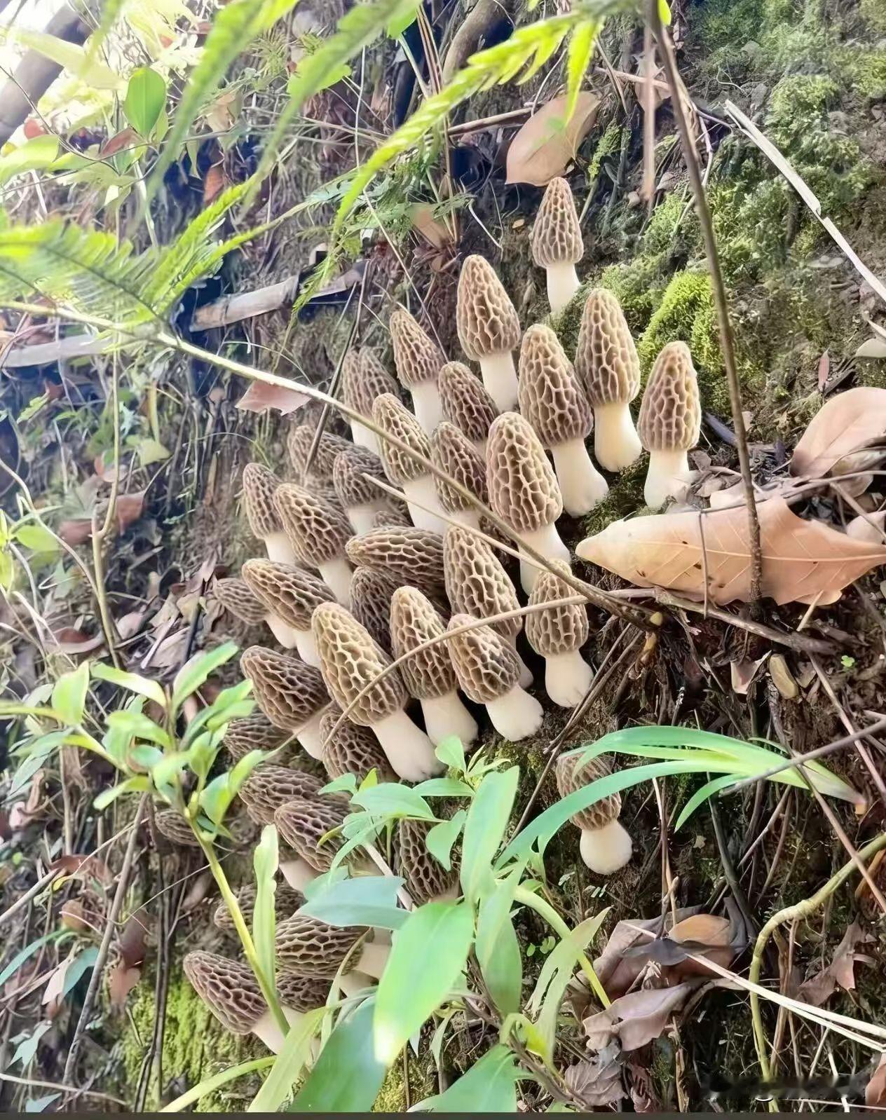 我若拿出这个，阁下如何应对？