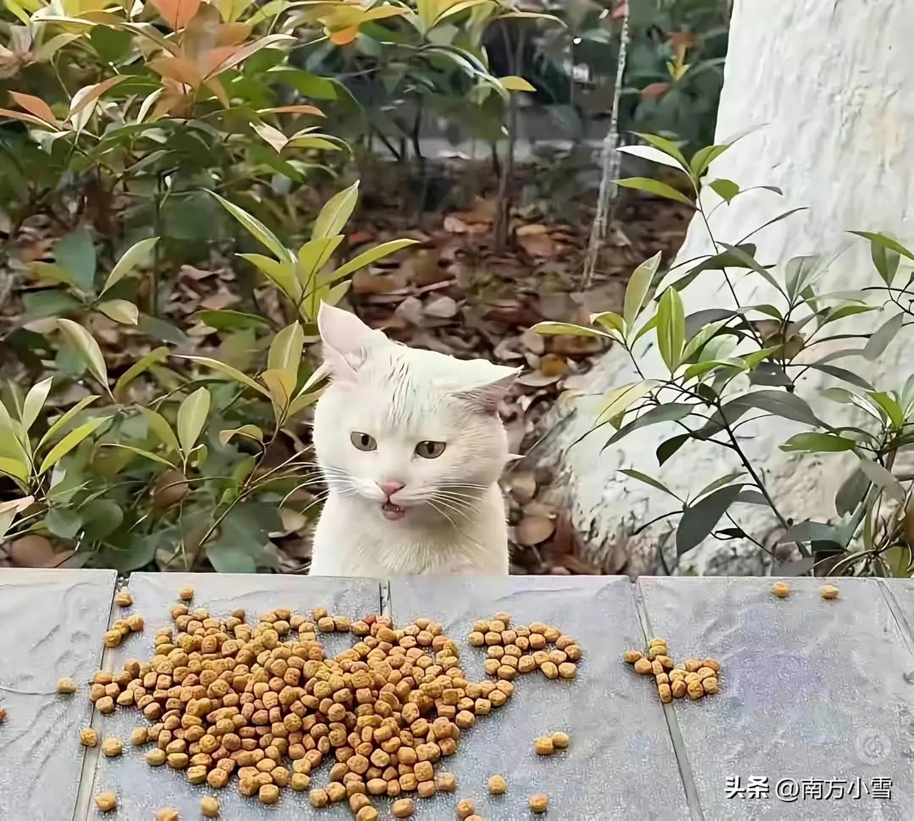 被投喂的小猫咪，它每次都是“哇塞，这么多呀，好棒啊”这种表情，情绪价值满满[笑]