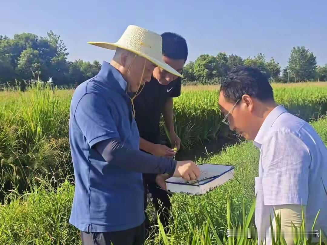 32年扎根田埂，娄兵把“心系三农”写成百姓丰收答卷
 
一脚踏进农田就是半生，5