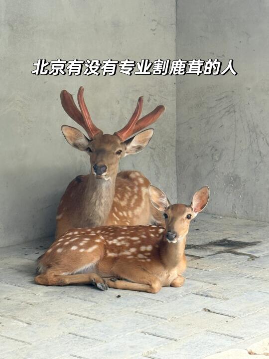北京有没有会割鹿茸的人
