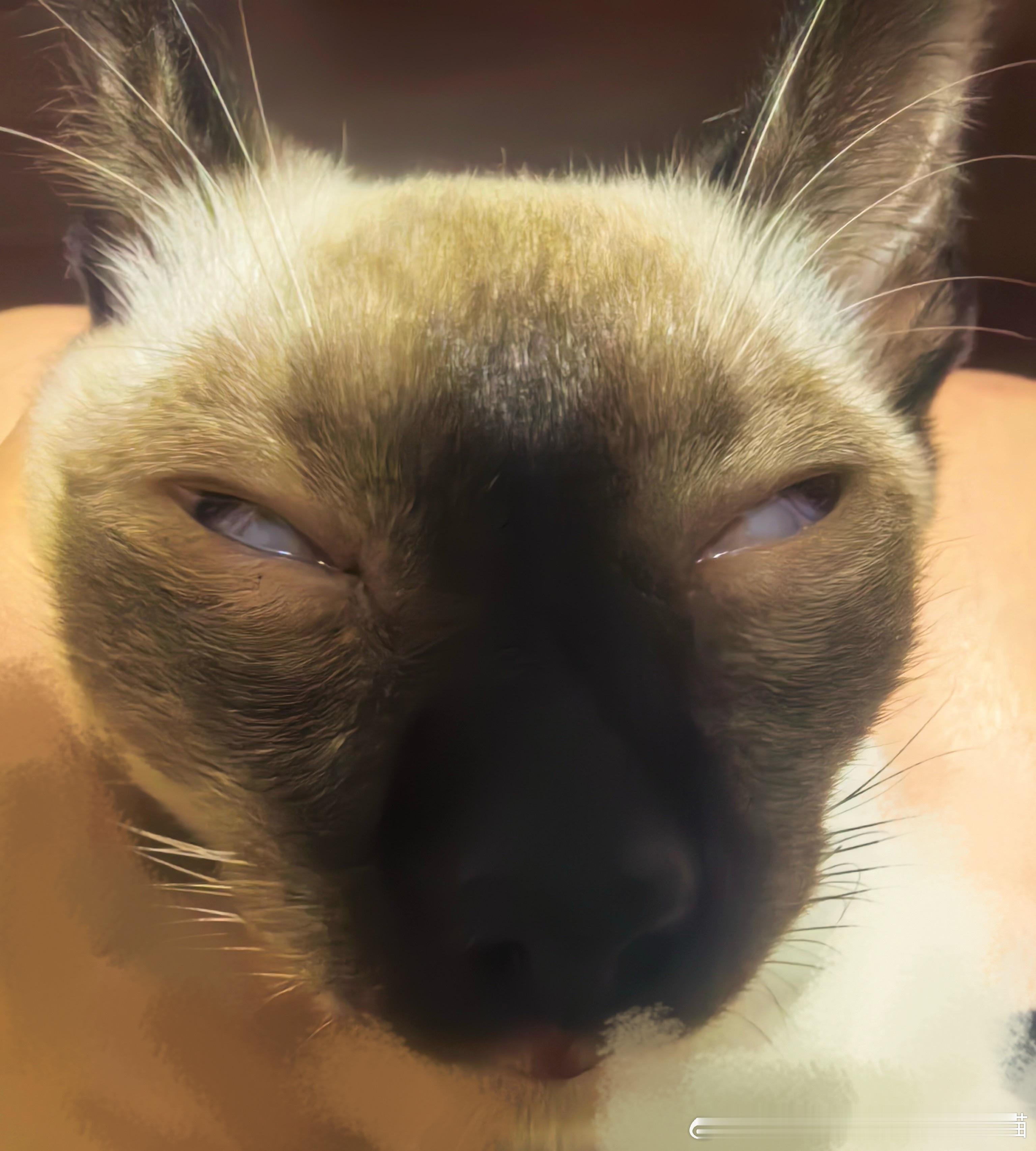 49827【丑猫】豆包豆包帮我看一下这是什么生物 