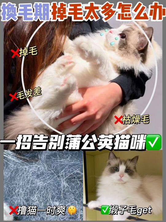如何美毛效果好？抓住猫咪换毛关键期