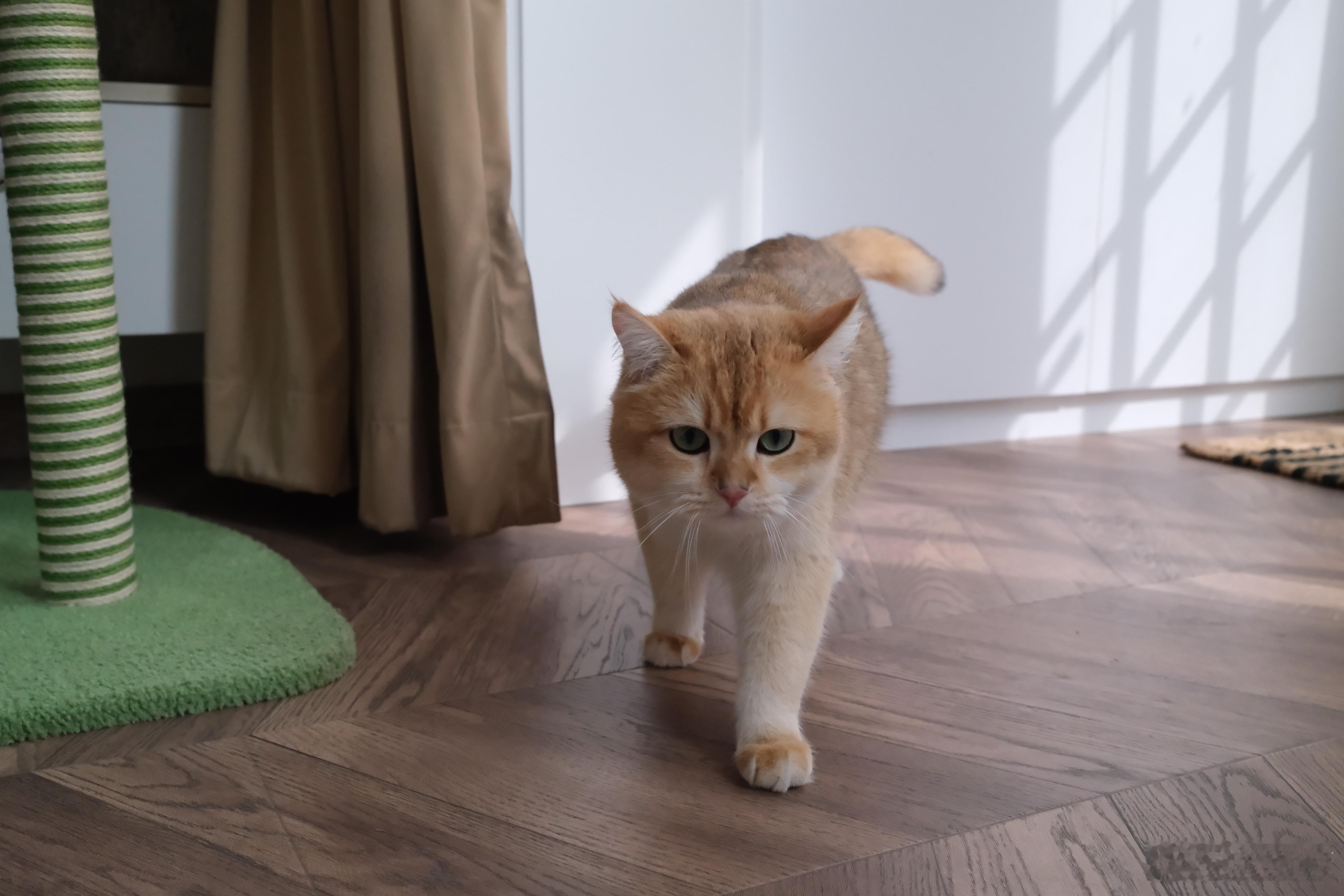 五一假期第二天温馨提示：猫可以睡12个小时，你不行…因为它需要你起来开罐头🥫五