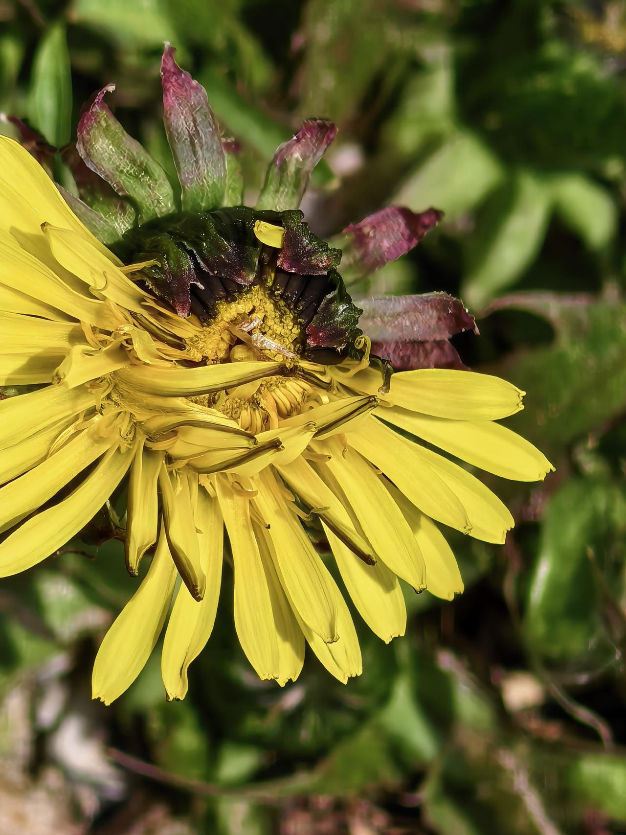 婆婆丁开花了[祈祷][祈祷][祈祷]（蒲公英）