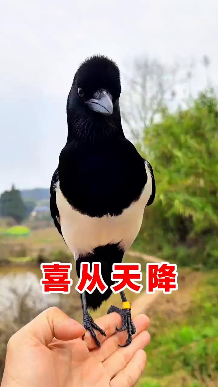 喜从天降。
旺财。
