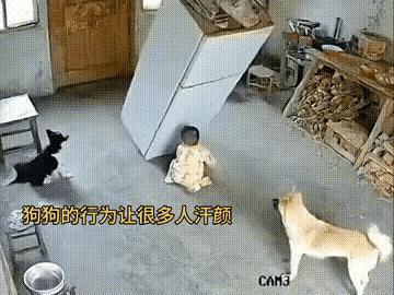 狗狗永远是人类的朋友，忠犬救主～