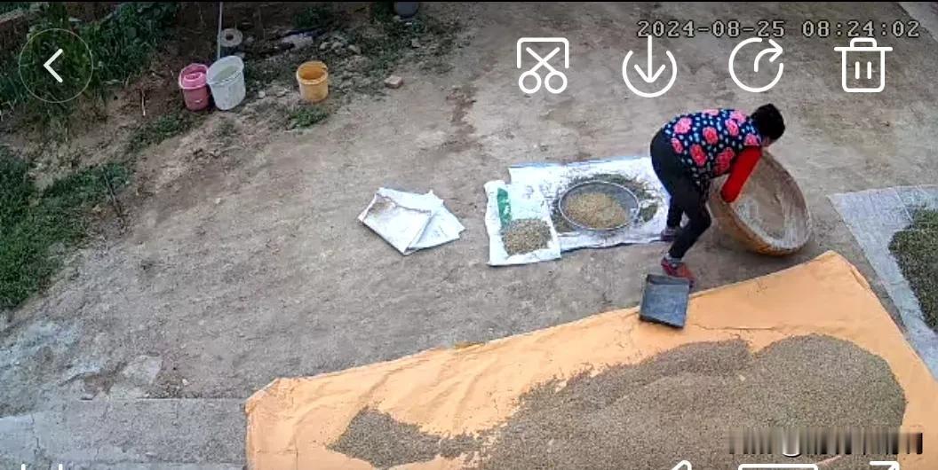 早晨起来打开老家的监控看了一下，发现母亲一个人在院子里筛小麦了，于是，我打开语音