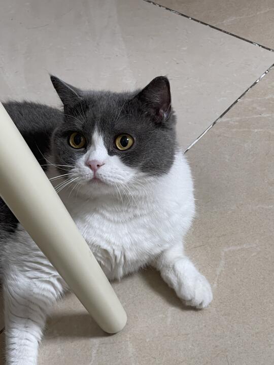 0元购小猫集合！！！