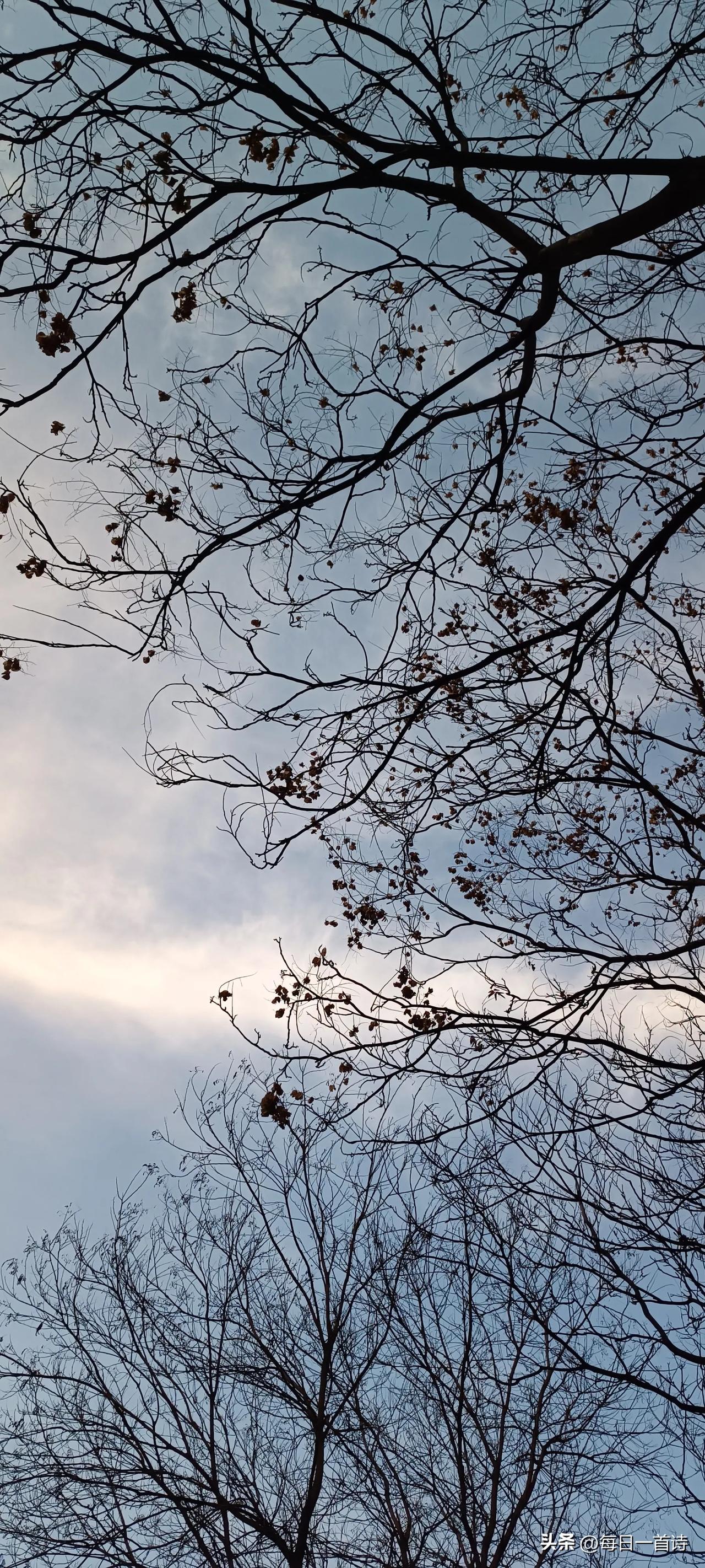 春天又一次按时到来

他在树下闭着眼睛
他去寺里看过两次桃花就不去了
悟性这个时