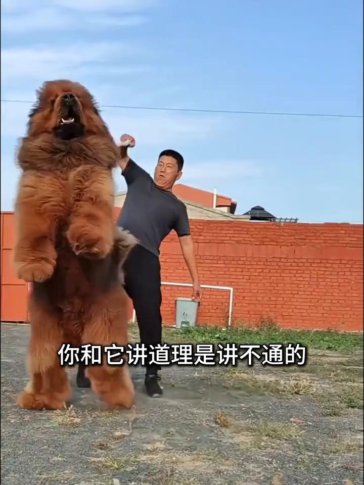 全网最没有牌面的藏獒，温顺的就像只小泰迪。
注意看，这绝对是全网唯一一个敢从藏獒