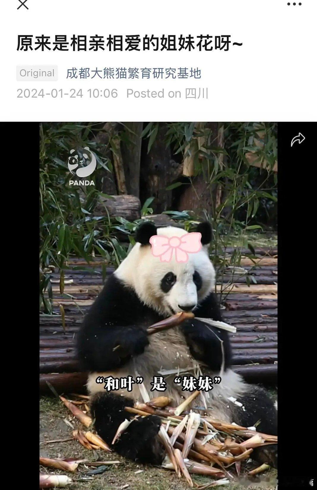 和叶居然其实是女娃娃，是花花的妹妹不是弟弟，好大的乌龙。 #和叶 弟弟变妹妹# 