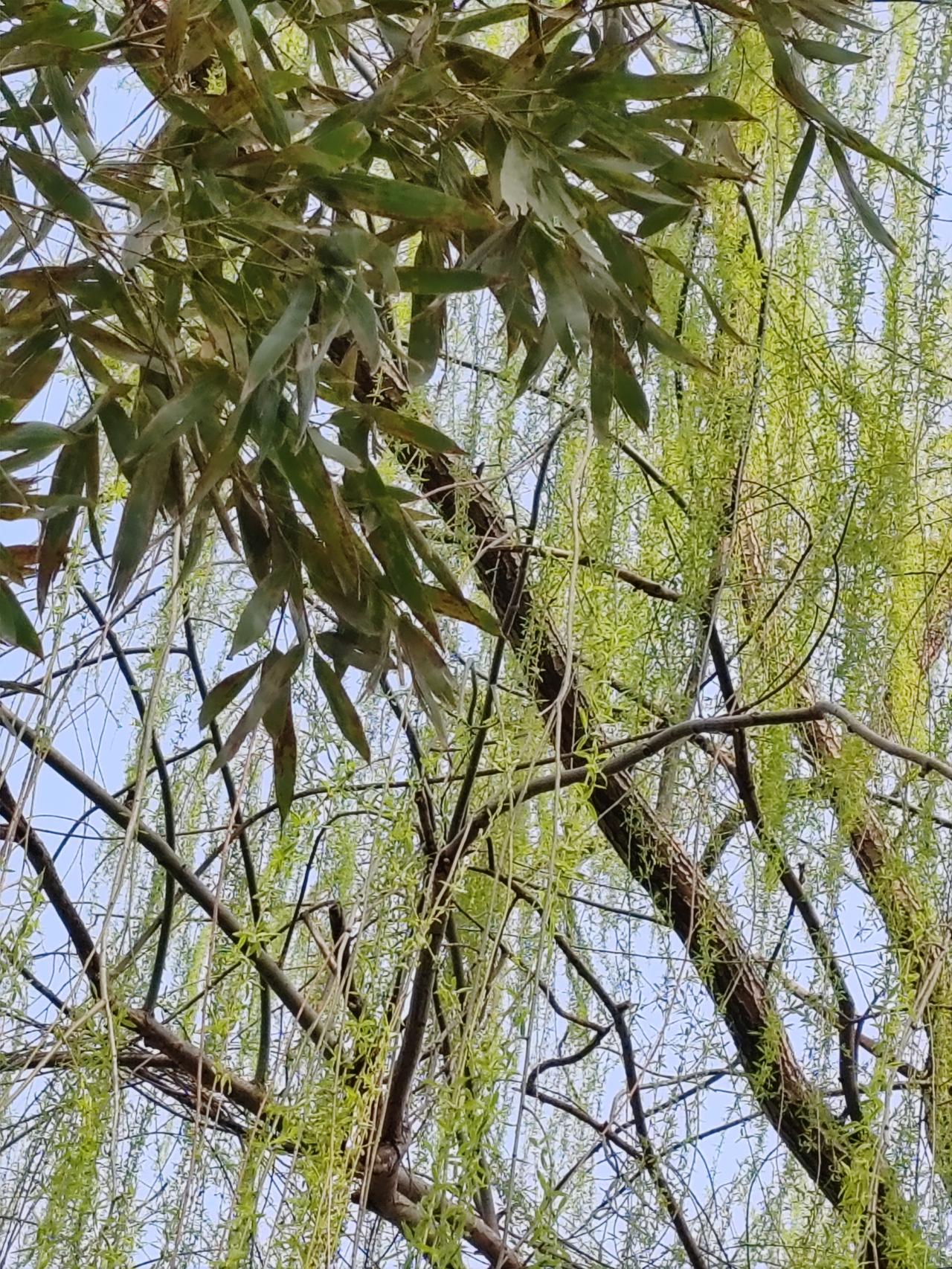 晒图笔记大赛春景入画。