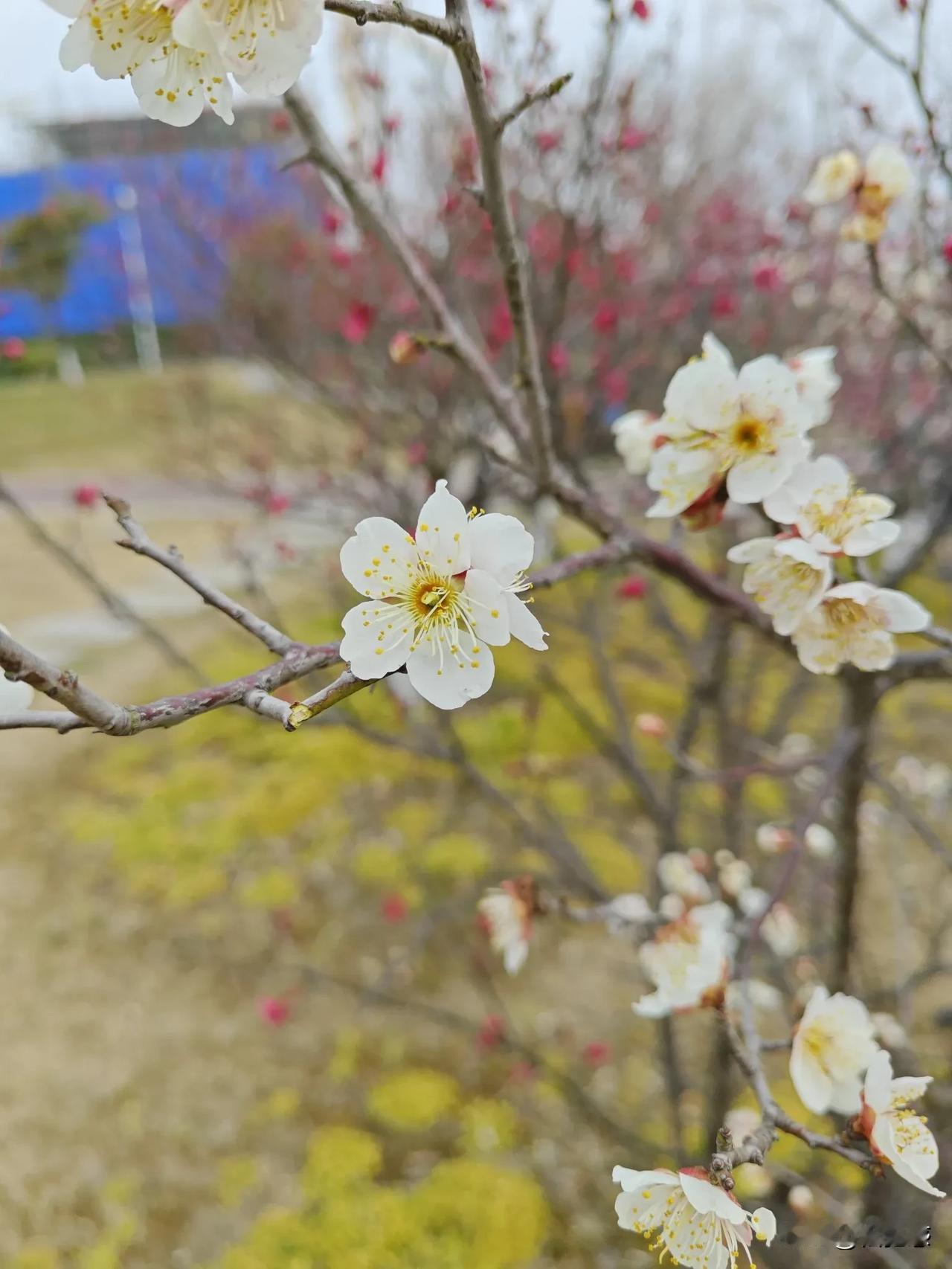 万能生活指南花儿