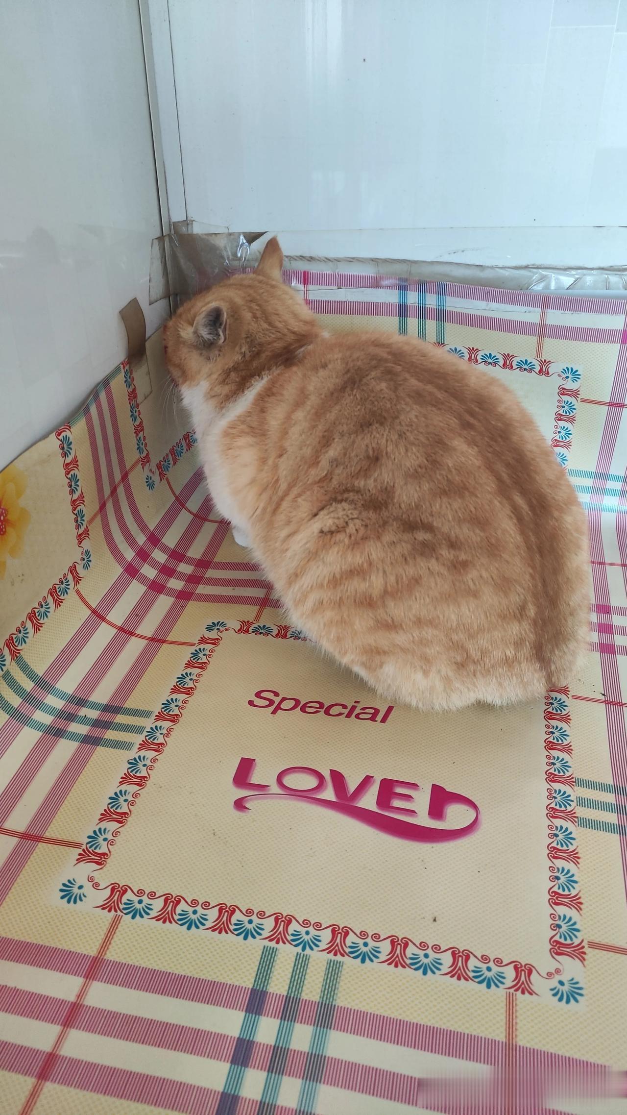 我家的猫这是怎么了，受气了吗，你这是什么意思啊，我也没打你，骂你，你受什么委屈了
