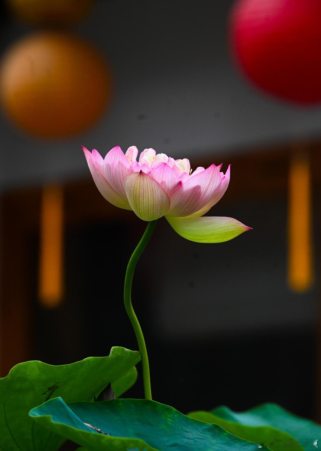 荷风漫染池间，一池清艳醉尽夏光～寻美河南