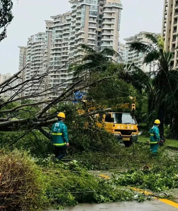 海口这座美丽的滨海城市，突然遭遇了台风摩羯的猛烈袭击。狂风暴雨像是不速之客，一夜