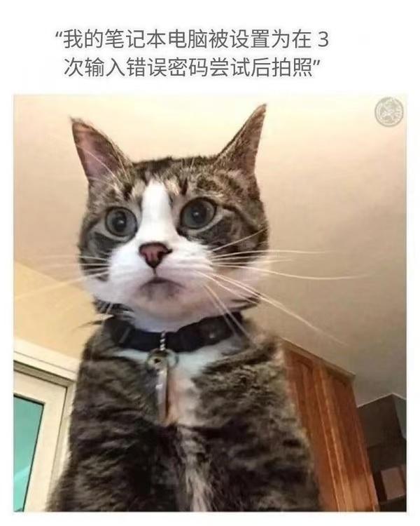 没被猫误删文件就谢天谢地了[流泪][流泪][流泪]
