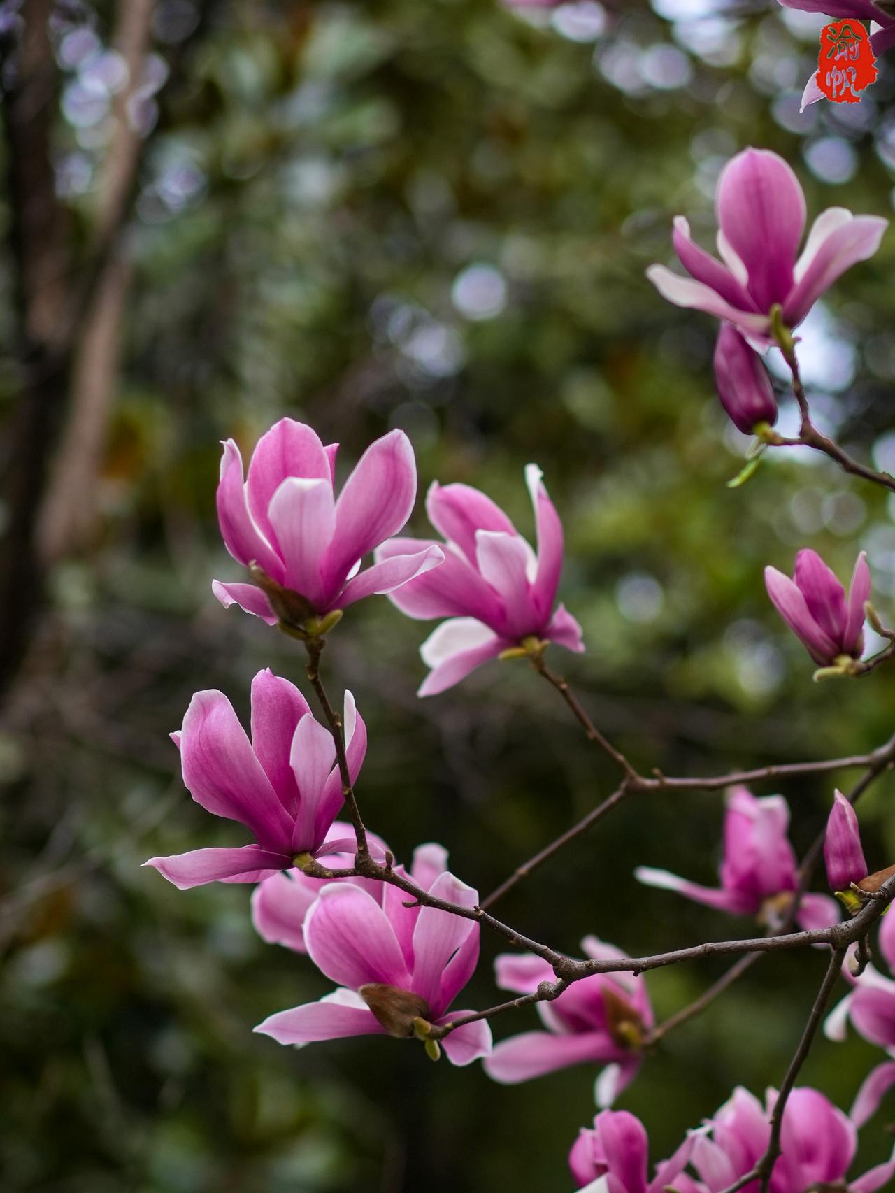 今日漫步重庆中央公园，早春的玉兰花已悄然满枝。洁白与淡紫相间，亭亭而立，无叶先花
