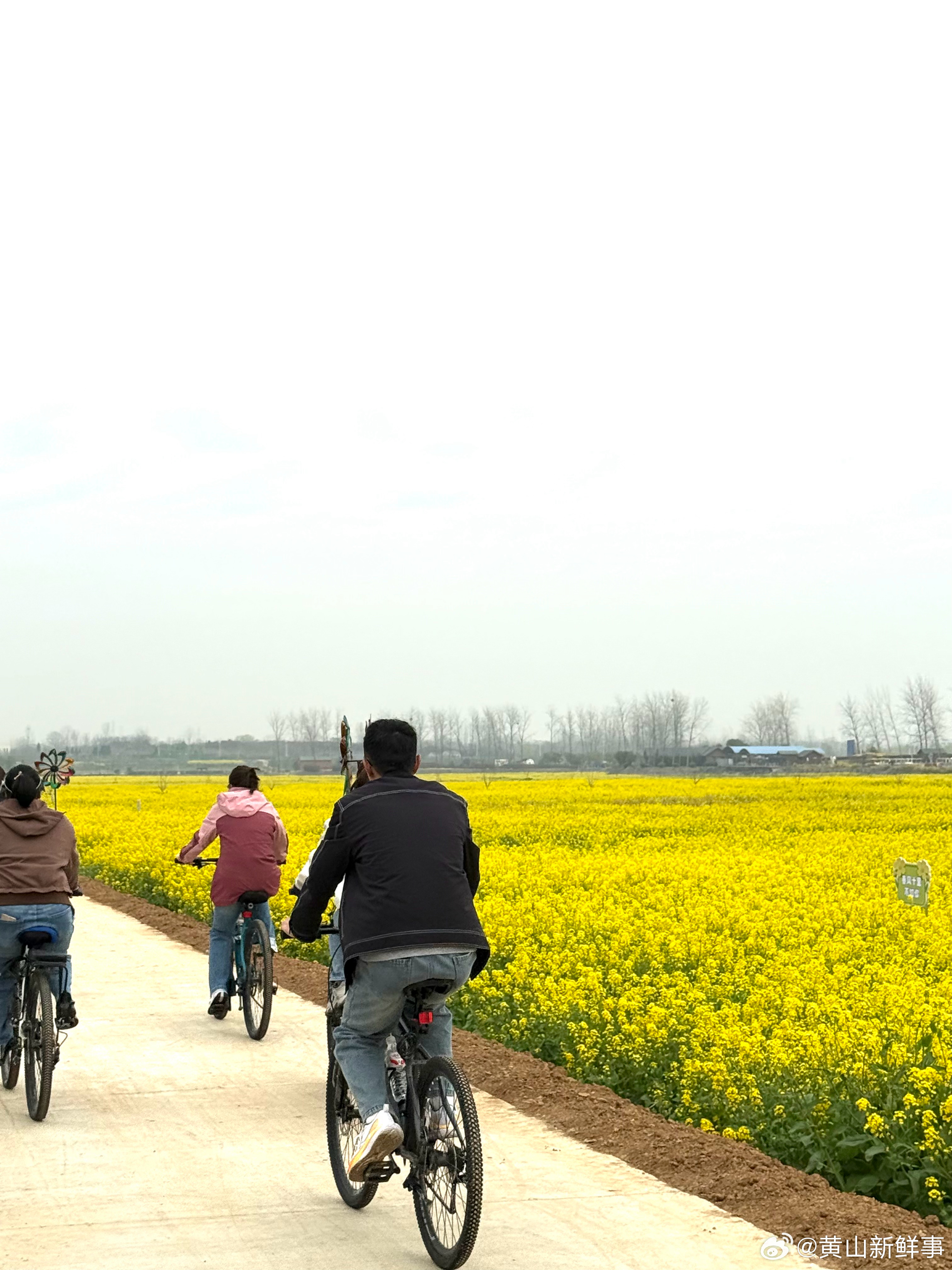 安徽皖东春日限定花海之约春风吹过安徽汊河，兴茂科普园的油菜花田，铺成了一望无际的