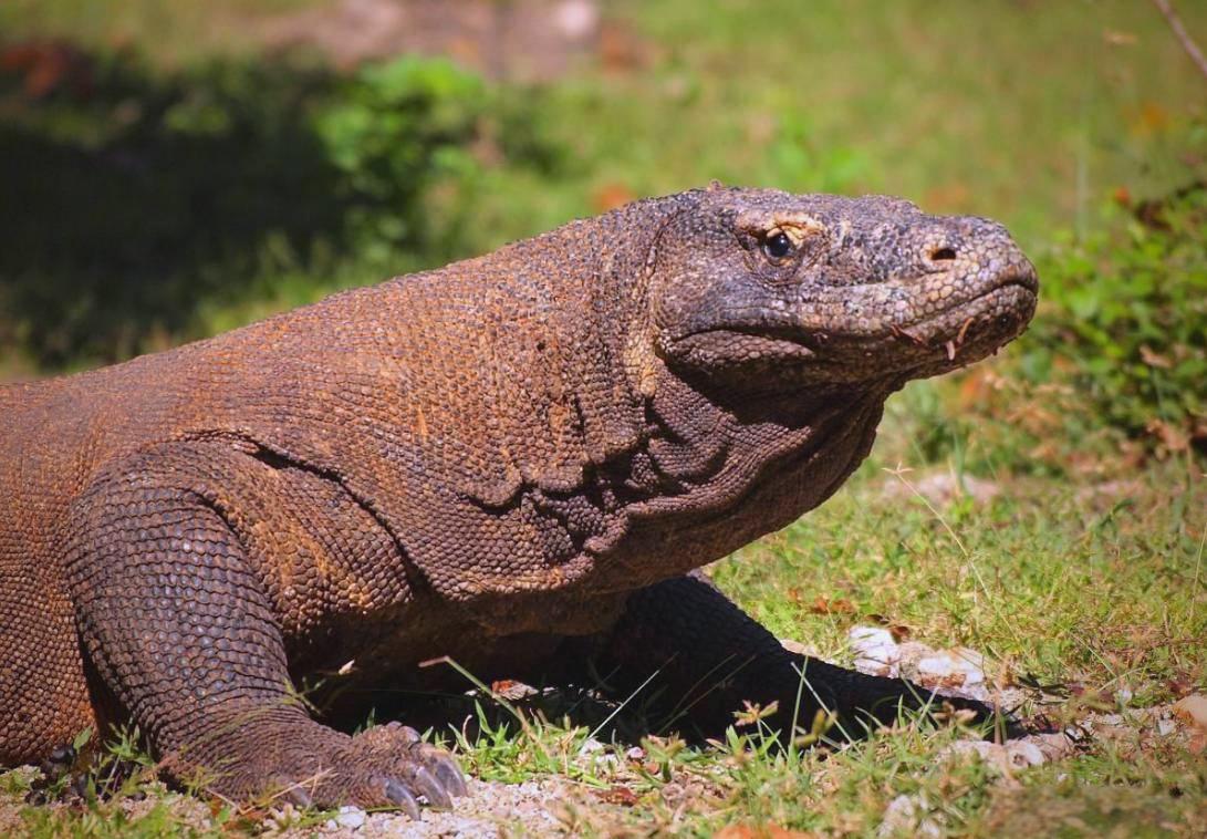 近日，泰国北部发生了一起骇人听闻的巨蜥啃食弃婴的案件，巨蜥大摇大摆的拖行着婴儿在