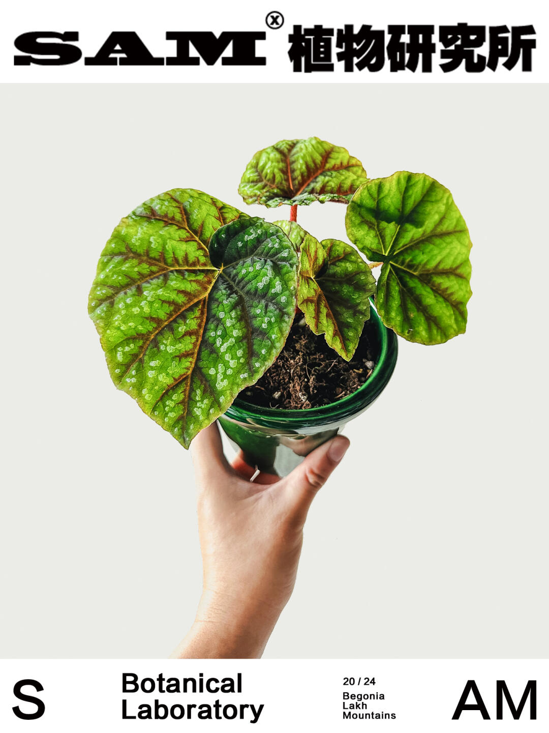 十万山｜Begonia Pseudoedulis