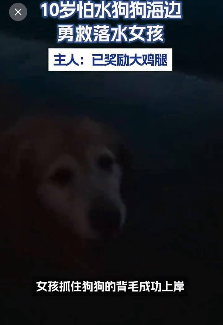 10岁怕水狗狗海边勇救落水女孩。
主人带狗狗去海边玩耍时听见有人呼救，发现落水女