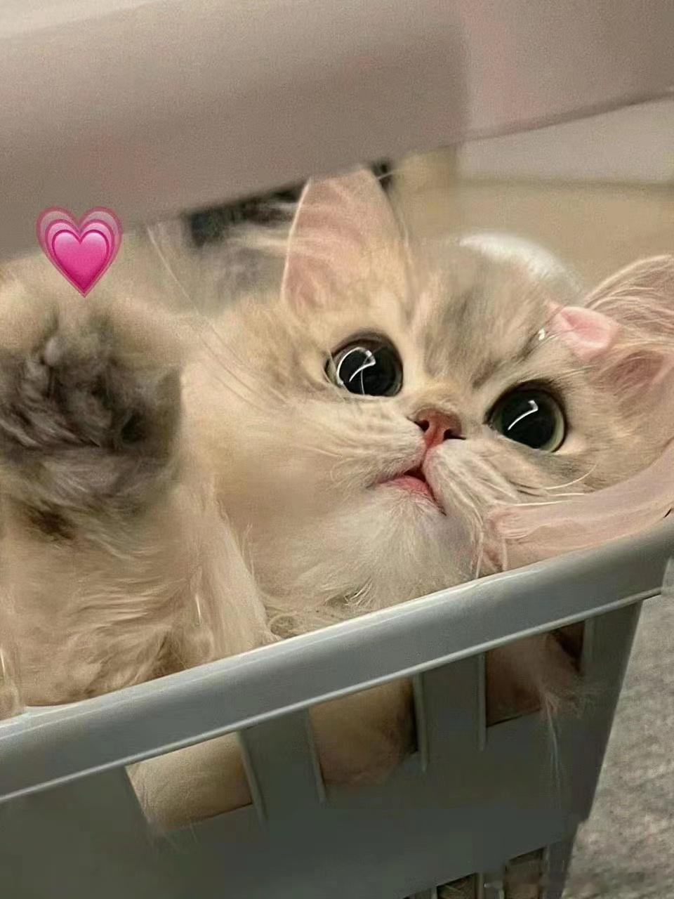 #这届欧洲杯冷门球队人气暴涨#欧洲杯真的让我们看到了什么事逆风翻盘，什么是绝地求