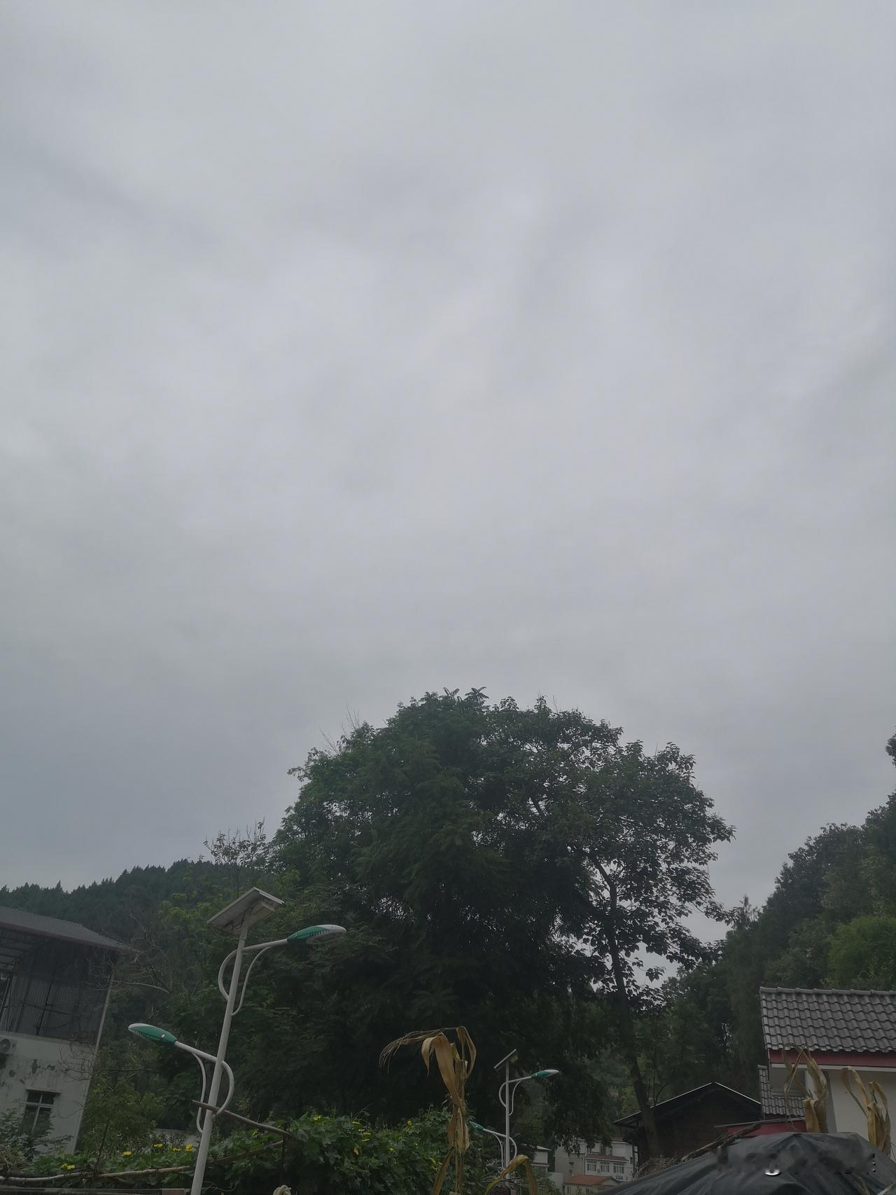 七月初七
传说中的相会的日子，很多鸟都去搭建雀巢了。
从村东头到村西头，真注意看