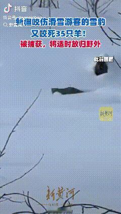 又有雪豹出没！新疆富蕴，滑雪游客被雪豹咬伤事件后，又有雪豹出现并闯入一牧民羊圈中