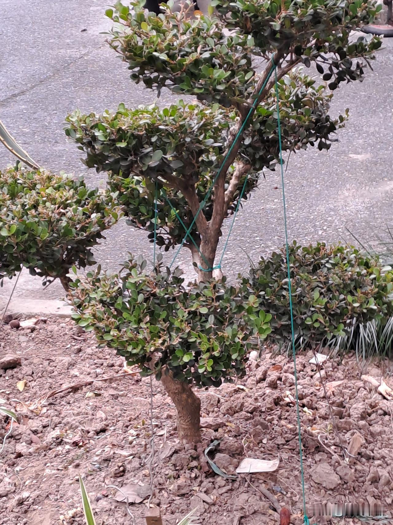 今年冬天的不同邻居家门口的绿植设计